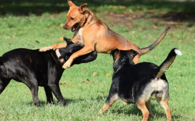 Introducing Play Packs: Flexible, Discounted Dog Daycare Package