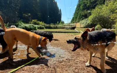 Big News: Day Camp at Camp Happy Paws Now Open 7 Days a Week